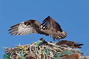 Peter Shinyeda Photography  Osprey, Sea of Cortez, Mexico : Mexico, Sea_of_ Cortez, Osprey, Birds