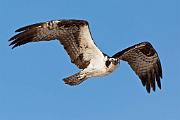 Peter Shinyeda Photography  Osprey, Sea of Cortez, Mexico : Mexico, Sea_of_ Cortez, Osprey, Birds