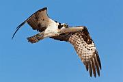 Peter Shinyeda Photography  Osprey, Sea of Cortez, Mexico : Mexico, Sea_of_ Cortez, Osprey, Birds