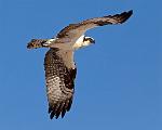 Peter Shinyeda Photography  Osprey, Sea of Cortez, Mexico : Mexico, Sea_of_ Cortez, Osprey, Birds