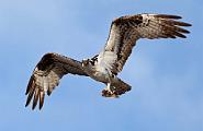 Peter Shinyeda Photography  Osprey, Sea of Cortez, Mexico : Mexico, Sea_of_ Cortez, Osprey, Birds