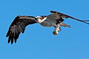 Peter Shinyeda Photography  Osprey, Sea of Cortez, Mexico : Mexico, Sea_of_ Cortez, Osprey, Birds
