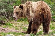 Peter Shinyeda Photography  Grizzly Bear, Yellowstone, Montana : Montana, Yellowstone, Grizzly_Bears