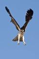 Peter Shinyeda Photography  Osprey, Sea of Cortez, Mexico : Mexico, Sea_of_ Cortez, Osprey, Birds