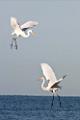 Peter Shinyeda Photography  Two Egrets, Sea of Cortez, Mexico : Mexico, Sea_of_ Cortez, Egrets, Birds