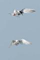 Peter Shinyeda Photography  Terns, Sea of Cortez, Mexico : Mexico, Sea_of_ Cortez, Terns, Birds
