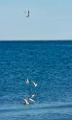 Peter Shinyeda Photography  Tern Fishing, Sea of Cortez, Mexico : Mexico, Sea_of_ Cortez, Terns, Birds