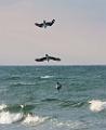 Peter Shinyeda Photography  Osprey Fishing, Sea of Cortez, Mexico : Mexico, Sea_of_ Cortez, Osprey, Birds