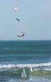 Peter Shinyeda Photography  Tern Fishing, Sea of Cortez, Mexico : Mexico, Sea_of_ Cortez, Terns, Birds