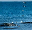 Peter Shinyeda Photography  Tern Fishing, Sea of Cortez, Mexico : Mexico, Sea_of_ Cortez, Terns, Birds