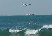 Peter Shinyeda Photography : Mexico, Sea_of_ Cortez, Osprey, Birds