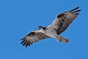 Peter Shinyeda Photography  Osprey, Sea of Cortez, Mexico : Mexico, Sea_of_ Cortez, Osprey, Birds