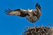 Peter Shinyeda Photography  Osprey, Sea of Cortez, Mexico : Mexico, Sea_of_ Cortez, Osprey, Birds