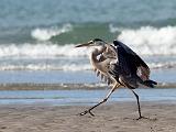 Peter Shinyeda Photography  Great Blue Heron, Sea of Cortez, Mexico : Mexico, Sea_of_ Cortez, Great_Blue_Heron, Birds