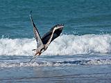 Peter Shinyeda Photography  Great Blue Heron, Sea of Cortez, Mexico : Mexico, Sea_of_ Cortez, Great_Blue_Heron, Birds