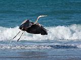 Peter Shinyeda Photography  Great Blue Heron, Sea of Cortez, Mexico : Mexico, Sea_of_ Cortez, Great_Blue_Heron, Birds