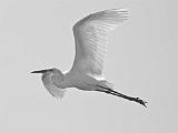 Peter Shinyeda Photography  Egret in Flight, Sea of Cortez, Mexico : Mexico, Sea_of_ Cortez, Egrets, Birds