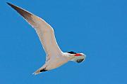 Peter Shinyeda Photography  Tern in flight, Sea of Cortez, Mexico : Mexico, Sea_of_ Cortez, Terns, Birds