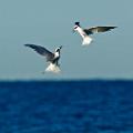 Peter Shinyeda Photography  "Fighting" Terns, Sea of Cortez, Mexico : Mexico, Sea_of_ Cortez, Terns, Birds