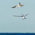 Peter Shinyeda Photography  "Fighting" Terns, Sea of Cortez, Mexico : Mexico, Sea_of_ Cortez, Terns, Birds