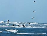 Peter Shinyeda Photography  Osprey Fishing, Sea of Cortez, Mexico : Mexico, Sea_of_ Cortez, Osprey, Birds