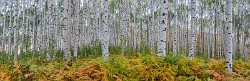 2017 Colorado Fall Colors