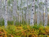 2017 Fall Colors  02  Colorado Fall Colors