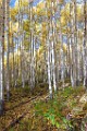 2017 Fall Colors  07  Colorado Fall Colors