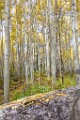 2017 Fall Colors  08  Colorado Fall Colors