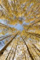 2017 Fall Colors  09  Colorado Fall Colors