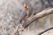 Northern Cardinal  Northern Cardinal : Northern Cardinal