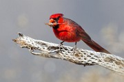 Northern Cardinal  Northern Cardinal : Northern Cardinal