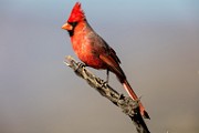 Northern Cardinal  Northern Cardinal : Northern Cardinal