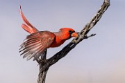 Northern Cardinal  Northern Cardinal : Northern Cardinal