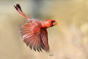 Northern Cardinal  Northern Cardinal : Northern Cardinal