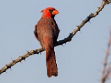 Northern Cardinal  Northern Cardinal : Northern Cardinal