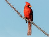Northern Cardinal  Northern Cardinal : Northern Cardinal