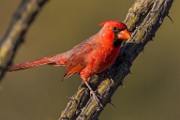 Northern Cardinal  Northern Cardinal : Northern Cardinal