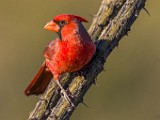 Northern Cardinal  Northern Cardinal : Northern Cardinal