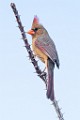 Northern Cardinal  Northern Cardinal : Northern Cardinal