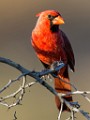 Northern Cardinal  Northern Cardinal : Northern Cardinal