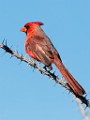 Northern Cardinal  Northern Cardinal : Northern Cardinal