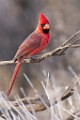 Northern Cardinal  Northern Cardinal : Northern Cardinal