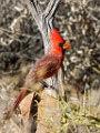 Northern Cardinal  Northern Cardinal : Northern Cardinal
