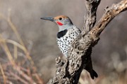 Gilded Flicker  Gilded Flicker : Gilded Flicker