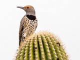 Gilded Flicker  Gilded Flicker : Gilded Flicker