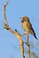 Gilded Flicker  Gilded Flicker : Gilded Flicker