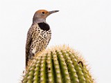 Gilded Flicker  Gilded Flicker : Gilded Flicker