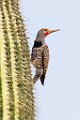 Gilded Flicker  Gilded Flicker : Gilded Flicker