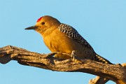Gila Woodpecker  Gila Woodpecker : Gila Woodpecker